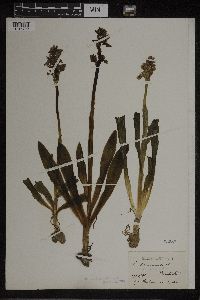 Dactylorhiza maculata image