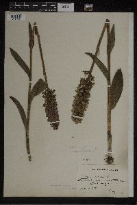 Dactylorhiza maculata image