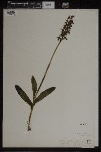 Dactylorhiza maculata image