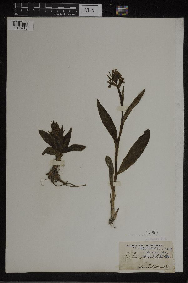 Dactylorhiza maculata image