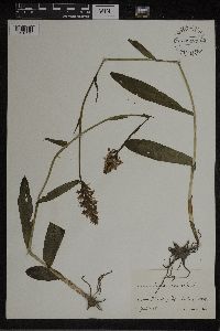 Dactylorhiza maculata image