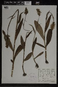 Dactylorhiza maculata image