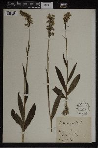 Dactylorhiza maculata image