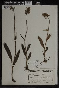 Dactylorhiza maculata image