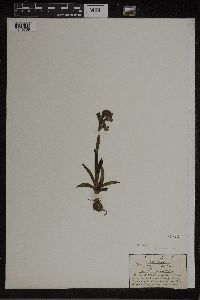 Media resource of Orchis morio