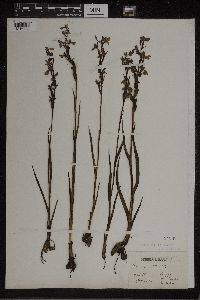 Media resource of Orchis palustris