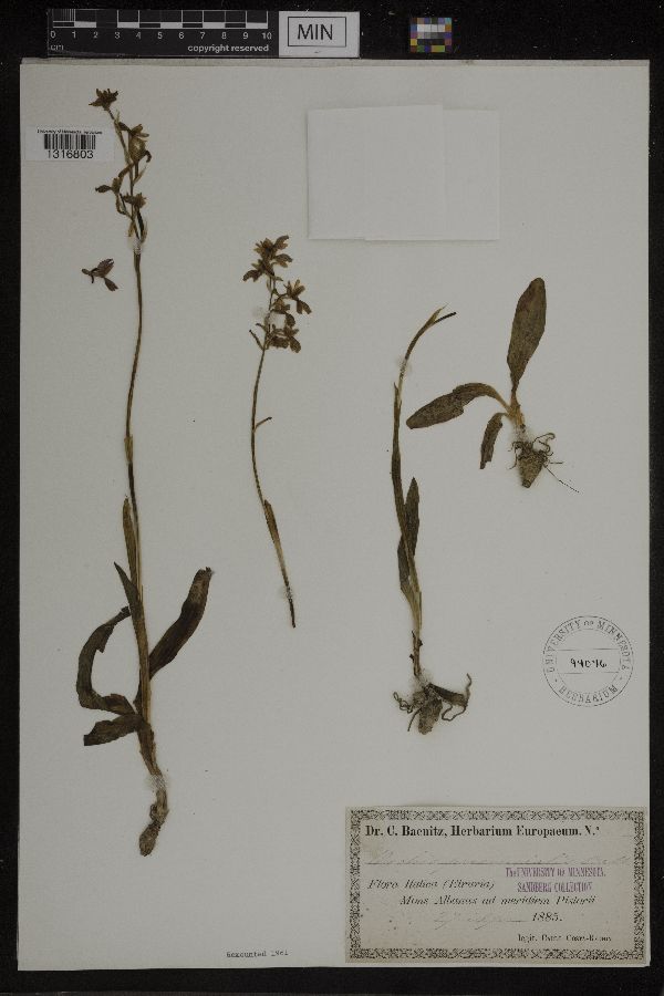 Orchis provincialis image