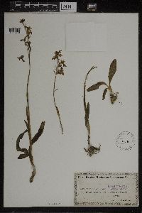 Media resource of Orchis provincialis