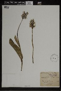 Media resource of Orchis tephrosanthos