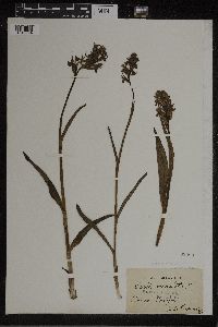 Dactylorhiza maculata image
