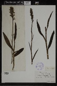 Dactylorhiza maculata image