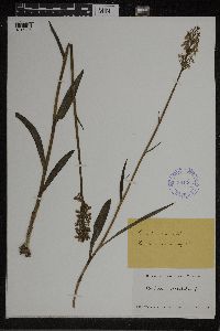 Dactylorhiza maculata image