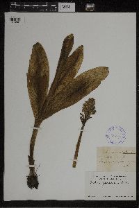 Dactylorhiza maculata image