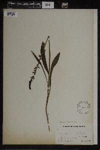 Image of Piperia cooperi