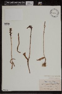 Media resource of Piperia elegans