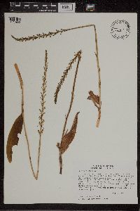 Image of Piperia elongata