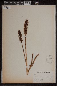 Image of Piperia michaeli