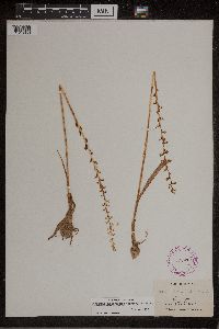 Image of Piperia unalascensis