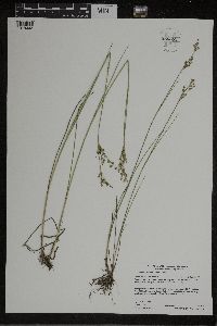 Juncus brevicaudatus image