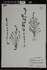 Euphrasia stricta image