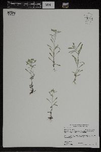 Gnaphalium uliginosum image