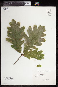 Quercus alba image