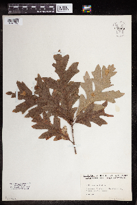 Quercus alba image
