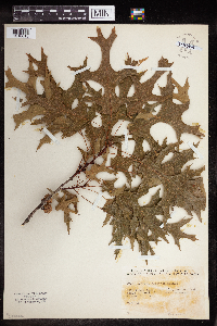 Quercus coccinea image