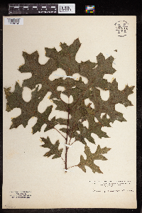 Quercus coccinea image