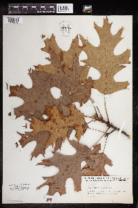 Quercus velutina image