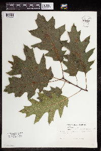 Quercus rubra image