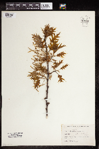 Quercus rubra image