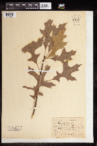 Quercus palustris image