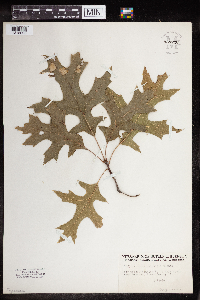 Quercus palustris image
