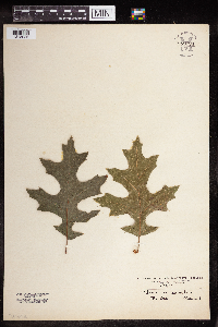Quercus palustris image