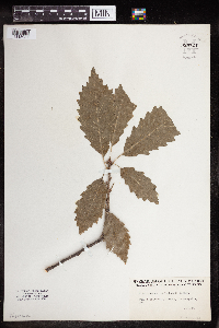 Quercus muehlenbergii image