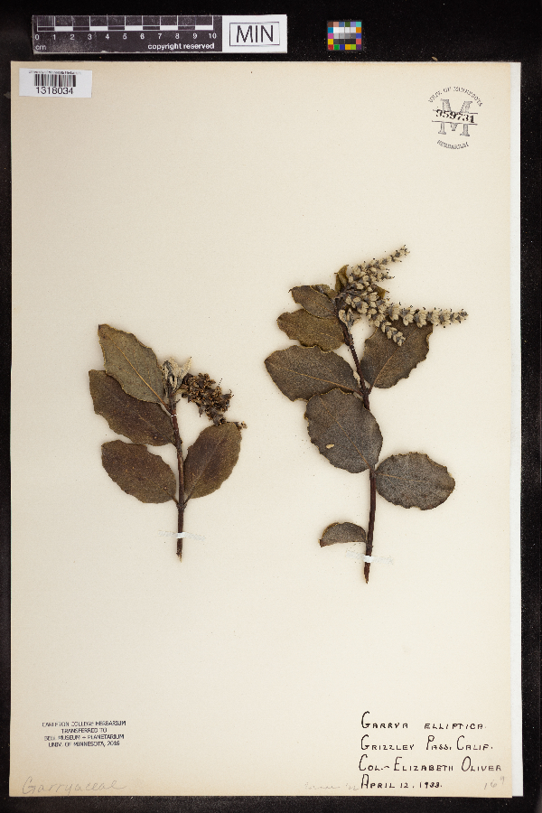 Garrya elliptica image