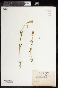 Gentianopsis thermalis image