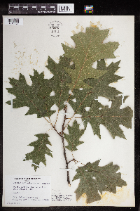 Quercus rubra image