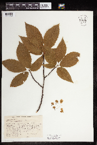 Fagus grandifolia image