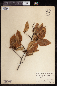 Fagus grandifolia image
