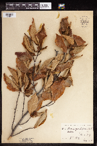 Fagus grandifolia image