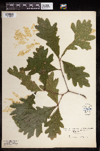 Quercus alba image