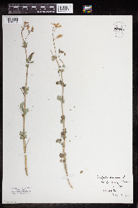 Corydalis sempervirens image