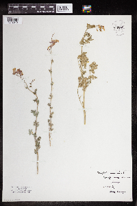 Corydalis sempervirens image