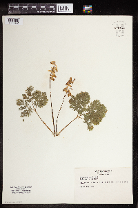 Dicentra cucullaria image