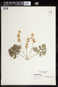 Dicentra cucullaria image