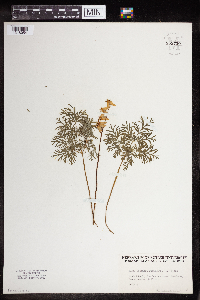 Dicentra cucullaria image