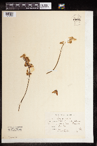 Dicentra cucullaria image