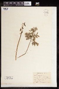 Dicentra cucullaria image